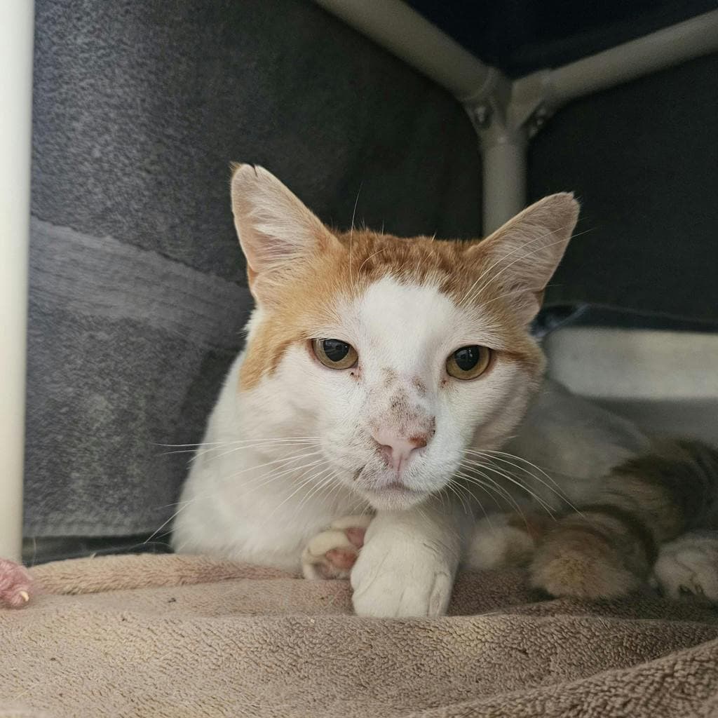 Sir Gingerbeer - Domestic Short Hair available for adoption