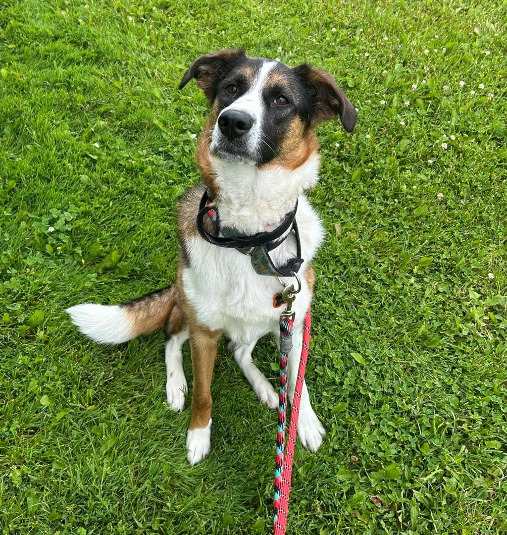 Indie - Border Collie available for adoption at Ontario SPCA & Humane Society in Midland