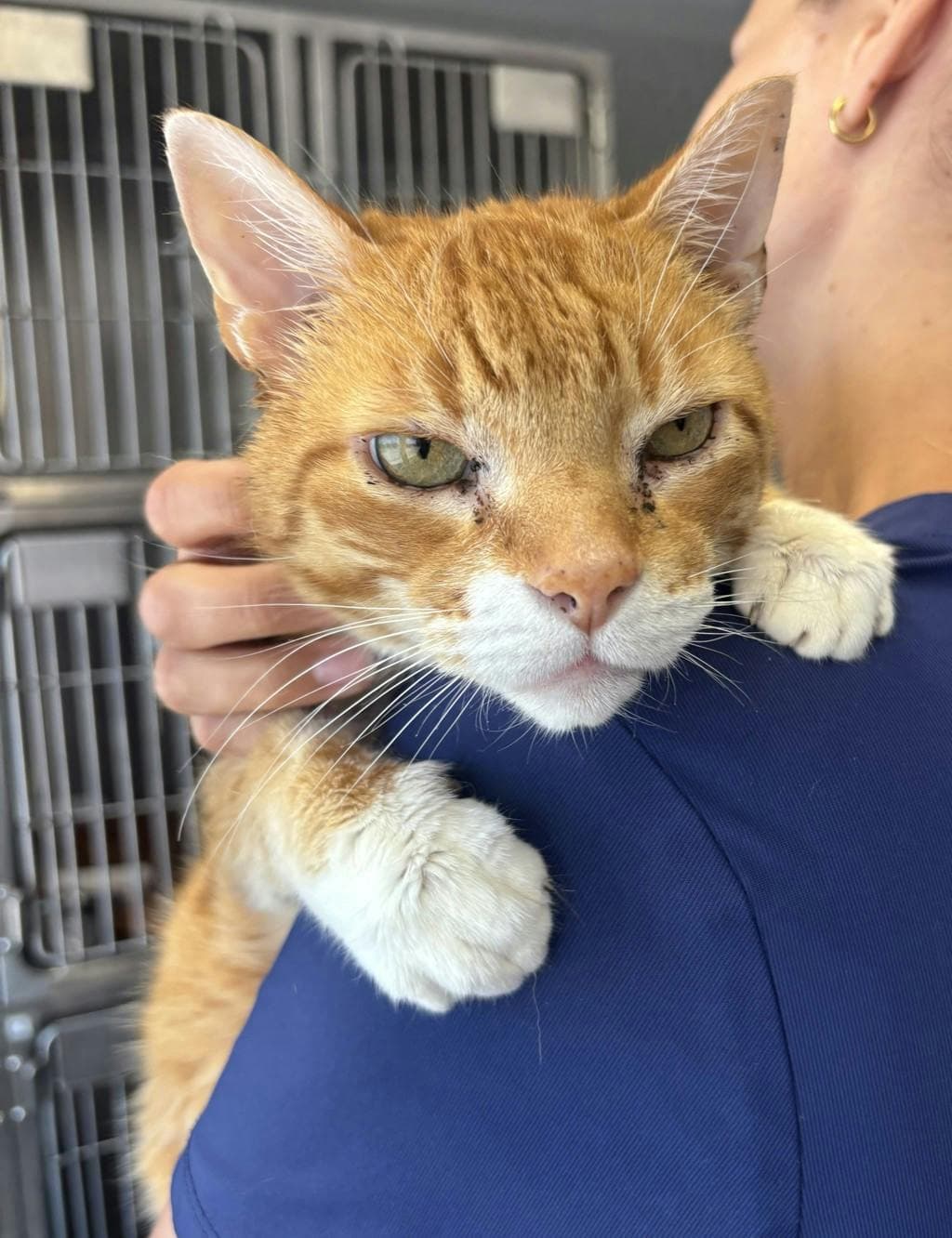 Ajax - Domestic Short Hair available for adoption