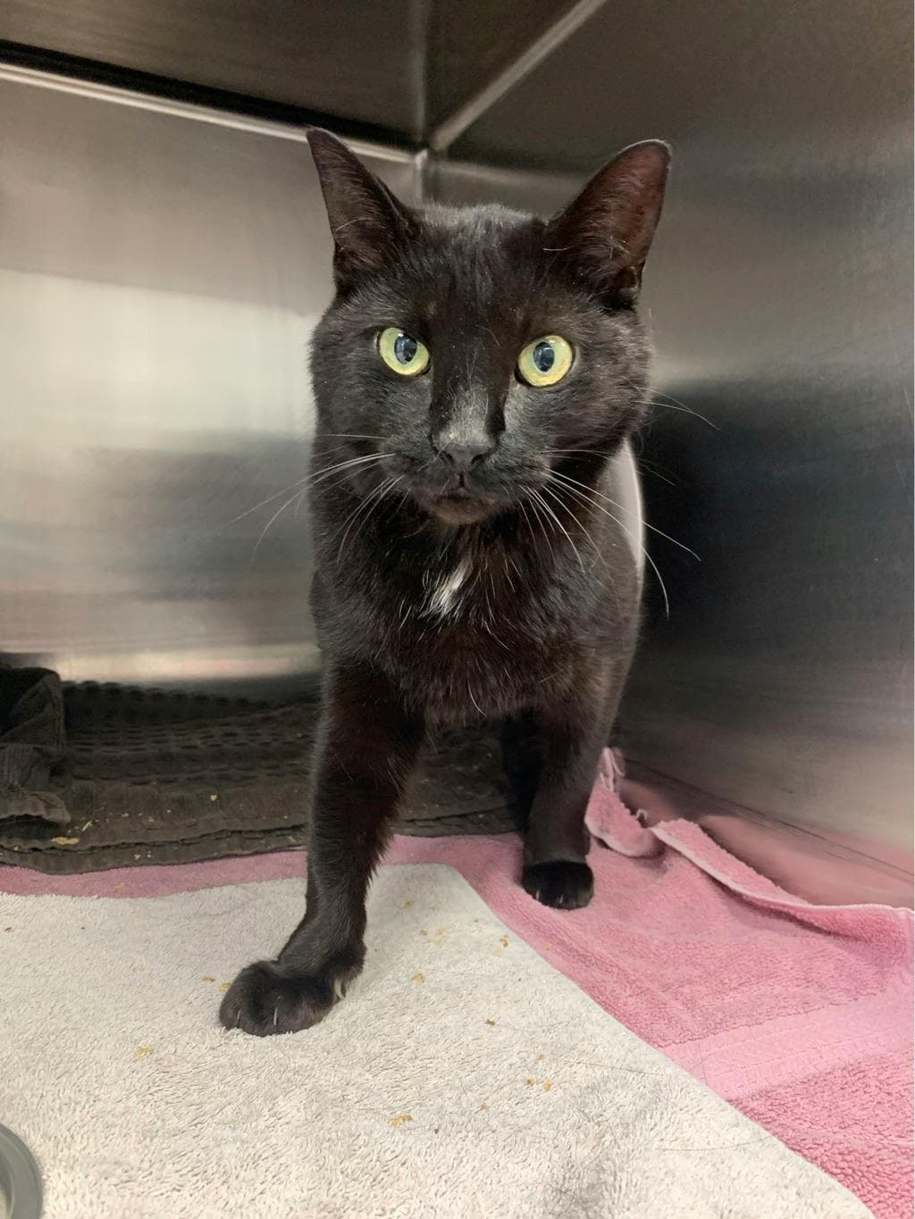 Zero - Domestic Short Hair cat available for adoption in Calgary