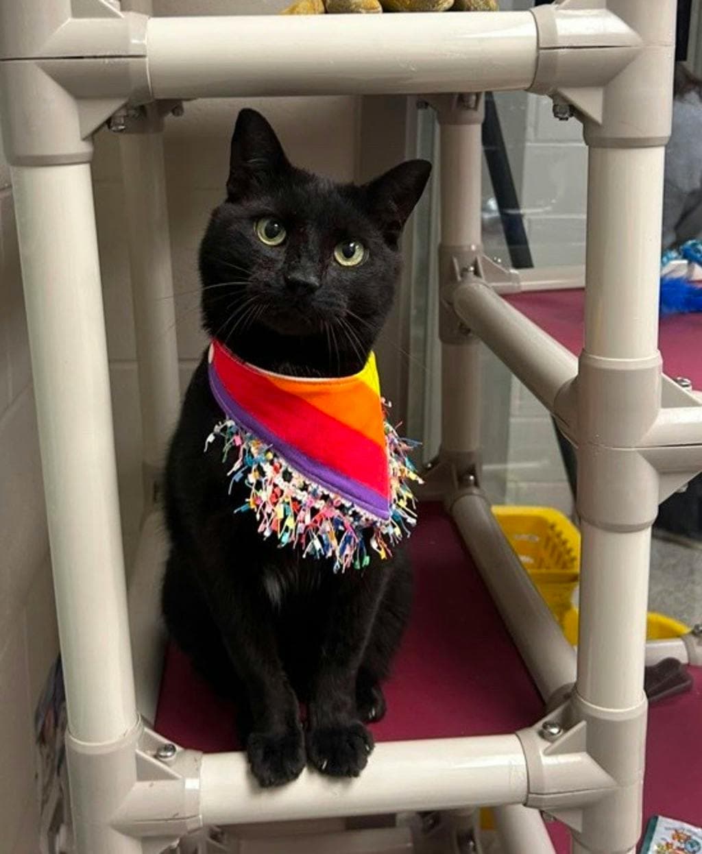 Zero - Domestic Short Hair available for adoption
