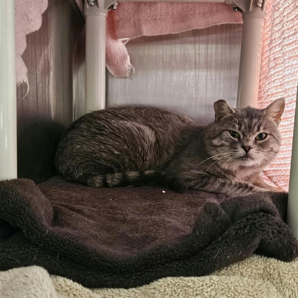 Bruno - Domestic Short Hair cat available for adoption at Ontario SPCA (Ottawa Area) in Ottawa