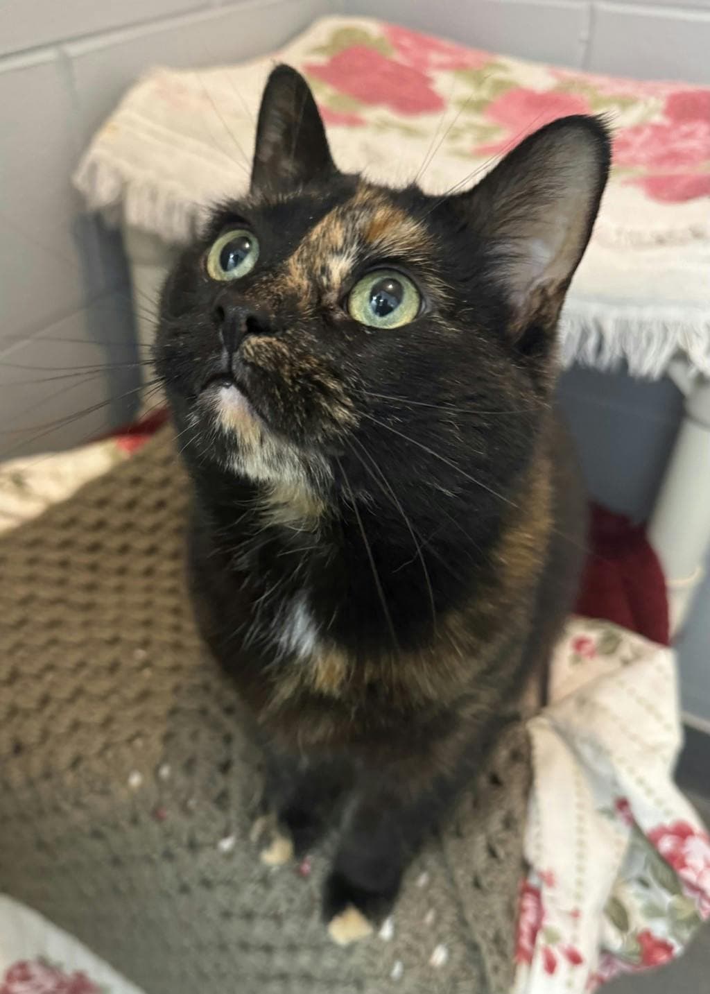 Elinor - Domestic Short Hair cat available for adoption at Ontario SPCA (Central Ontario) in Toronto
