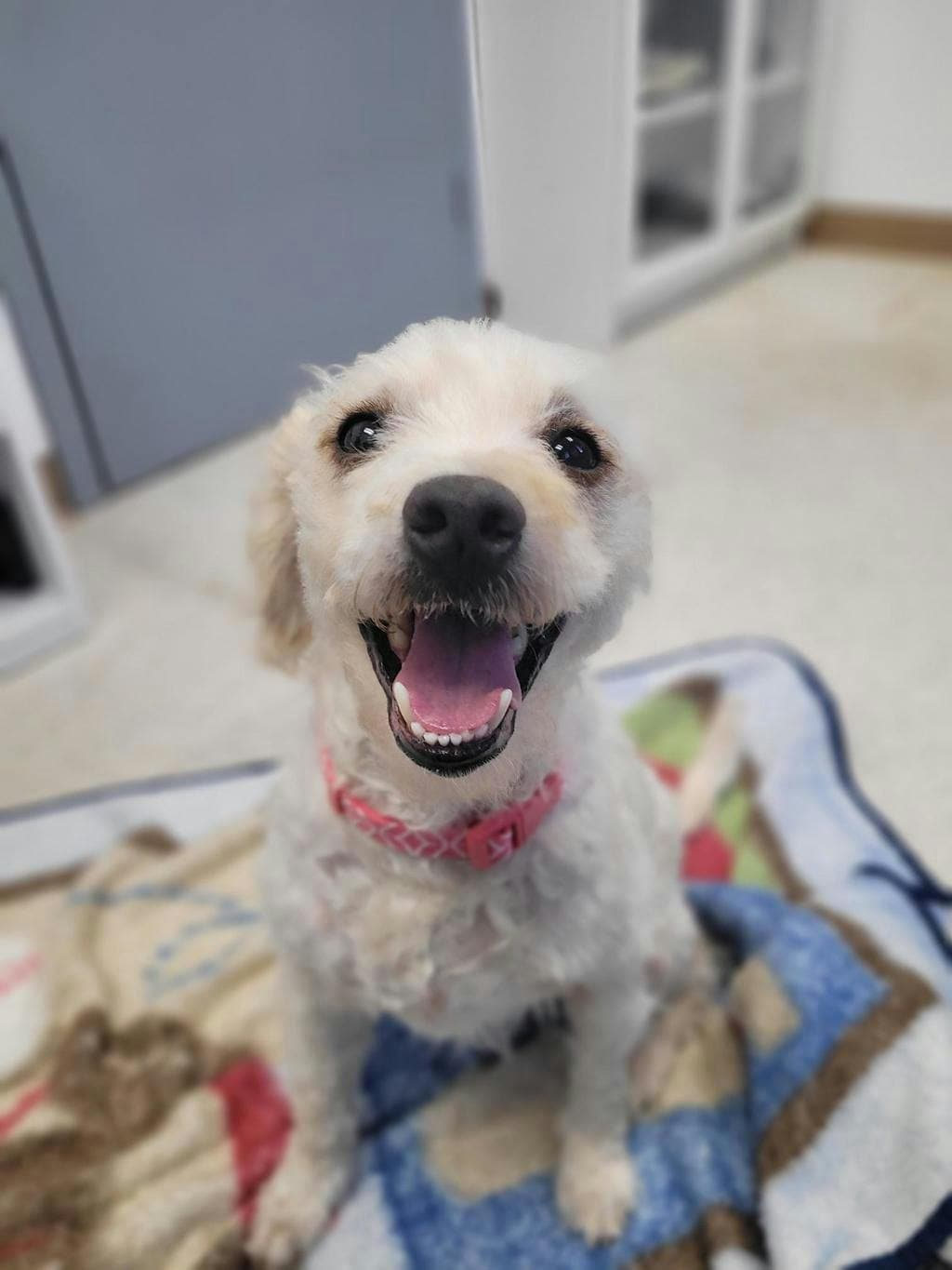Cinnamon - Bichon Frise available for adoption at Ontario SPCA & Humane Society in Barrie