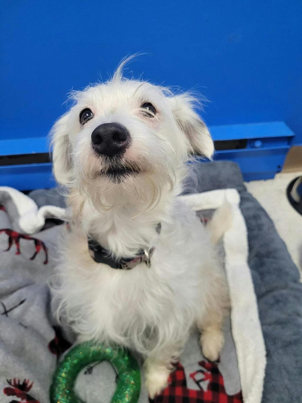Chridhe - Bichon Frise available for adoption at Ontario SPCA & Humane Society in Barrie
