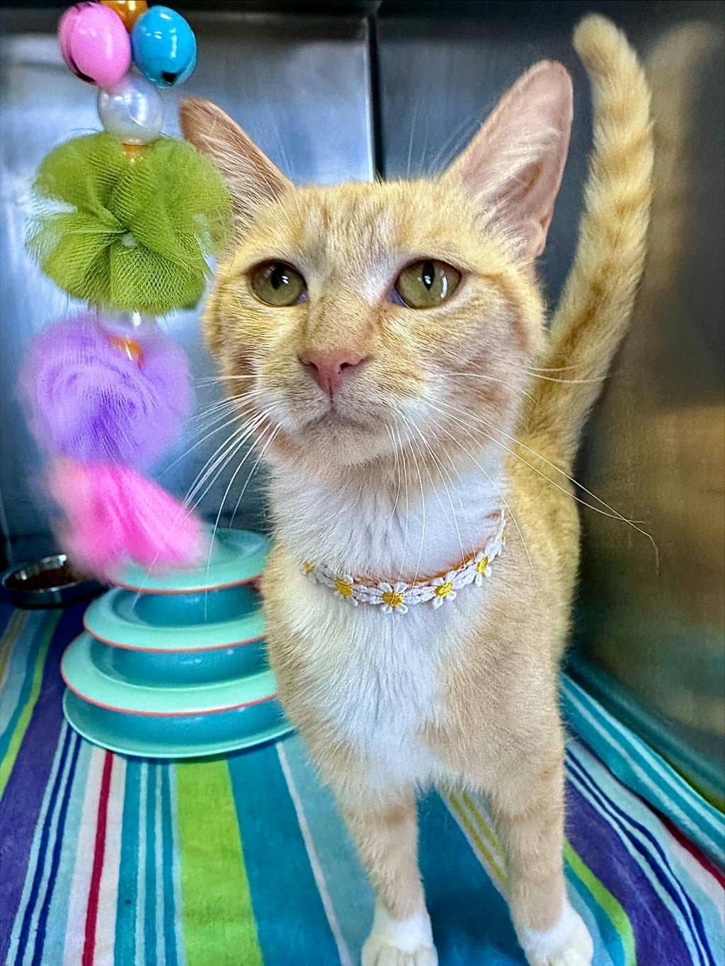 Fanta - Domestic Short Hair available for adoption