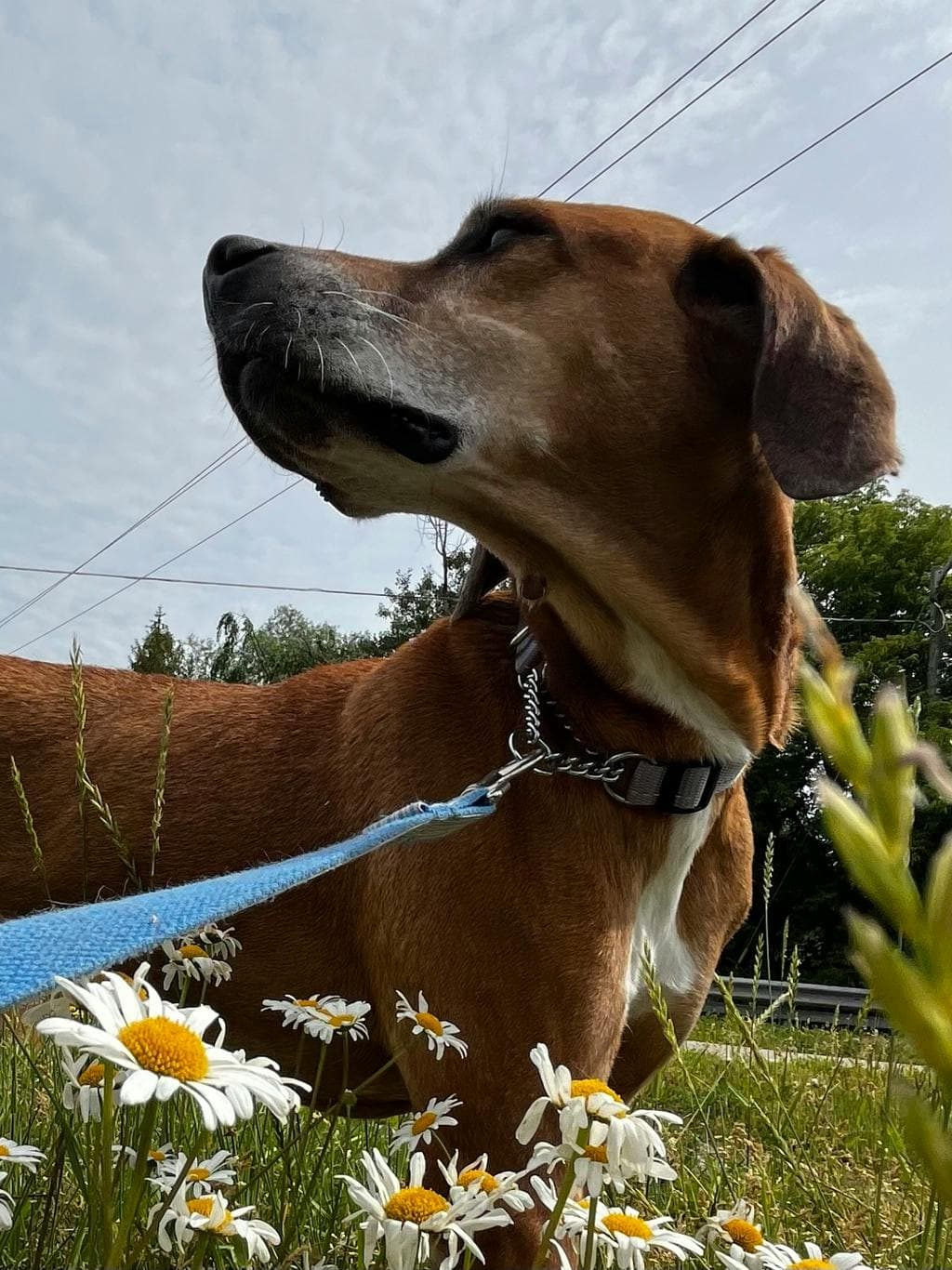 Gertrude - Coonhound, Redbone available for adoption at Ontario SPCA (Central Ontario) in Toronto