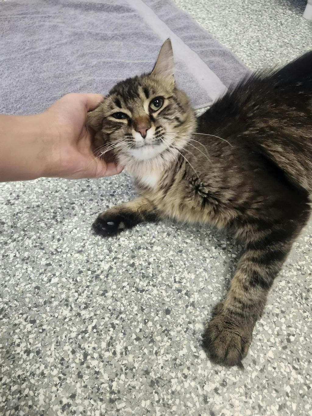 Twigs - Domestic Medium Hair cat available for adoption at Ontario SPCA & Humane Society in Stouffville