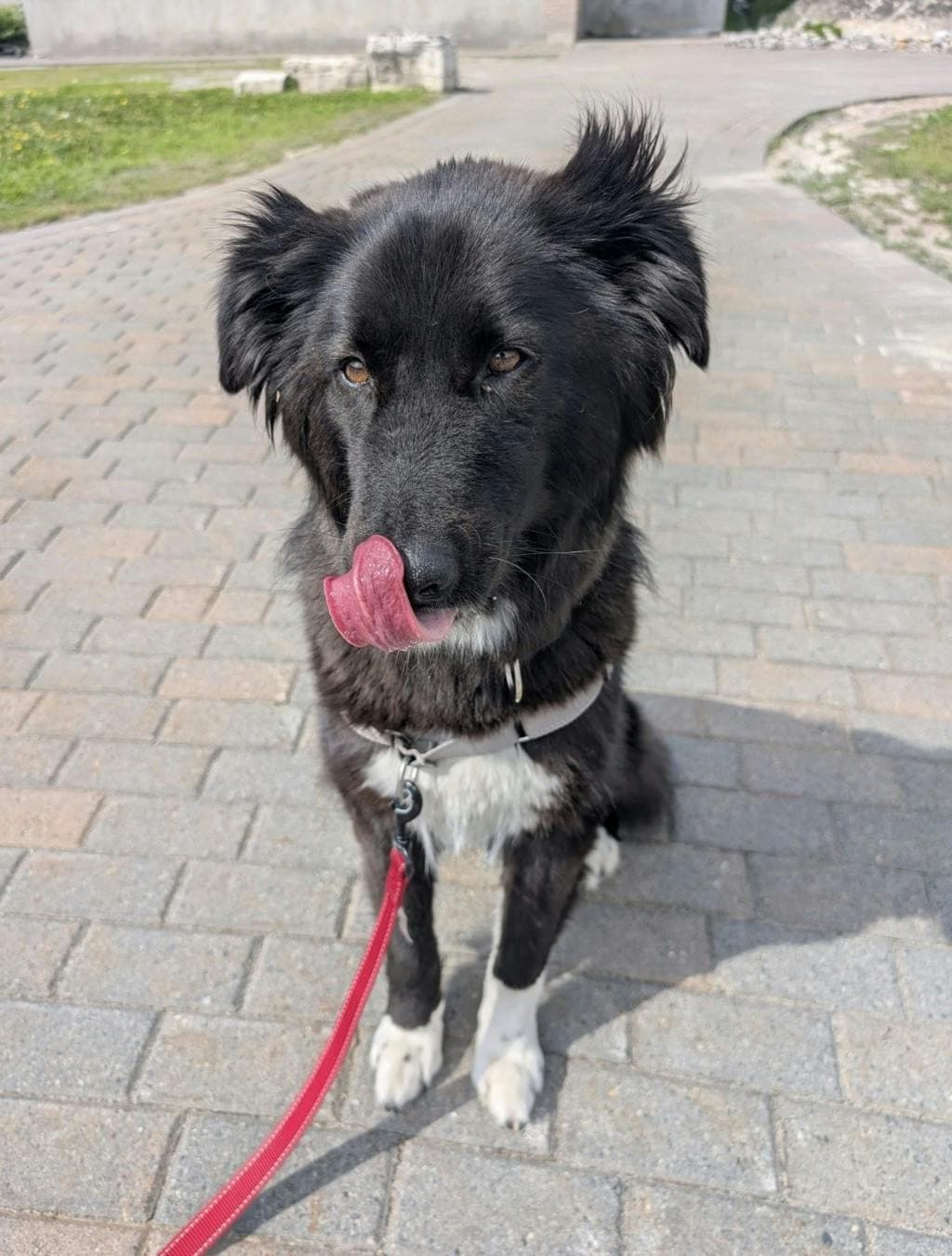Harkhan - Border Collie available for adoption