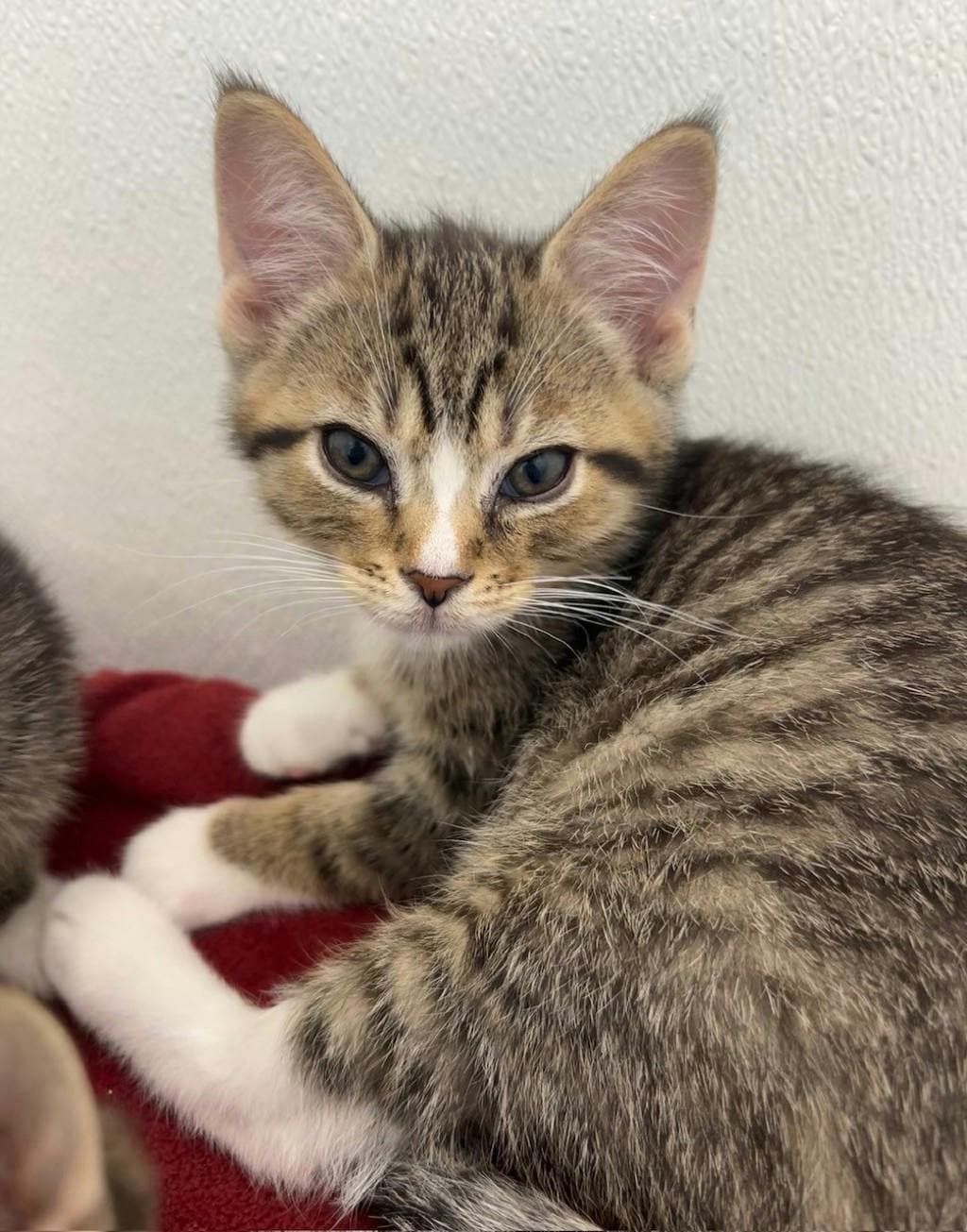 Squall - Domestic Short Hair available for adoption