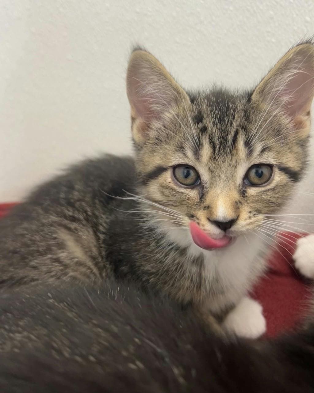 Gale - Domestic Short Hair available for adoption