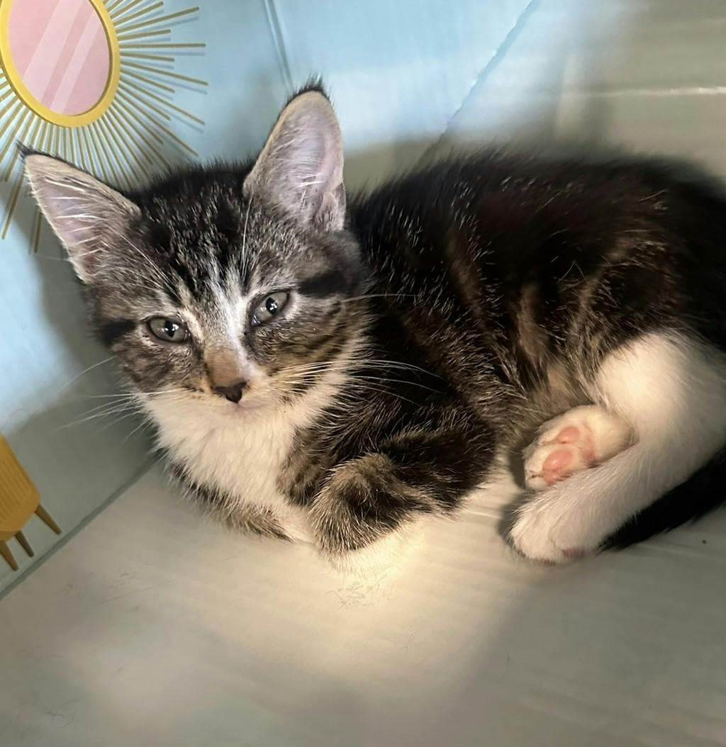 Amaya - Domestic Short Hair available for adoption