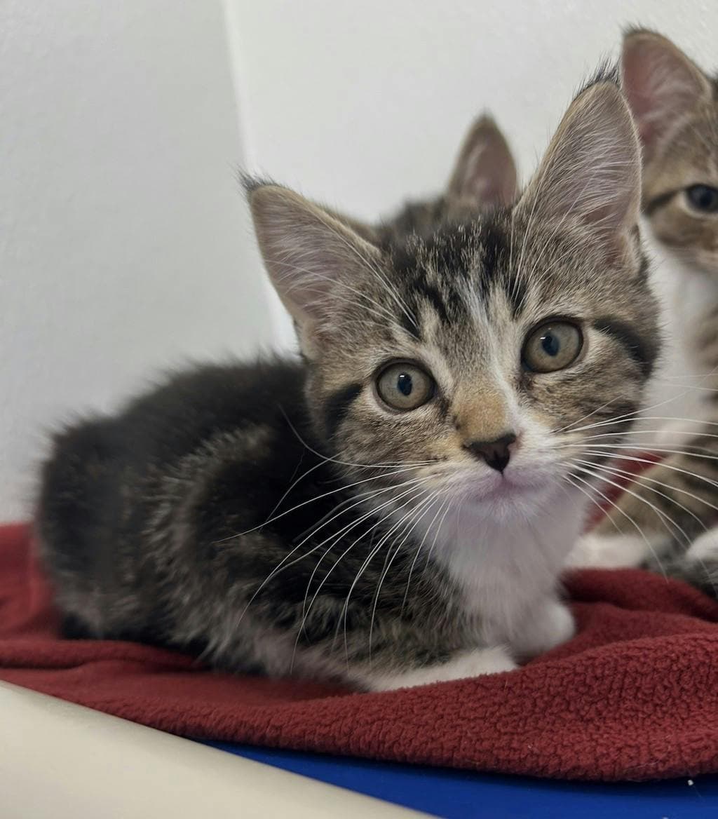 Amaya - Domestic Short Hair available for adoption