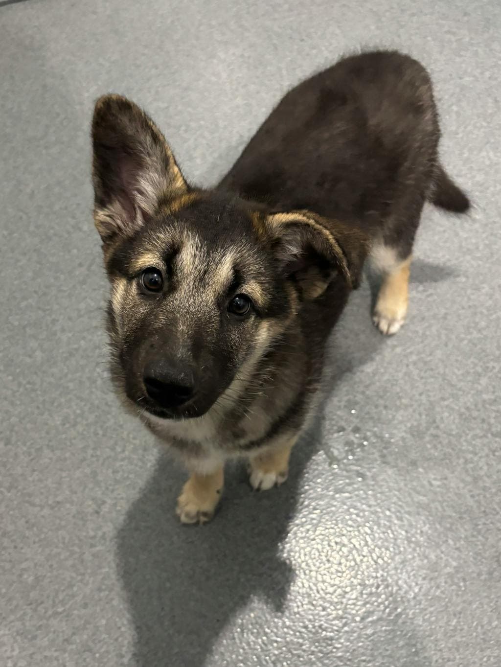 Harley - Alaskan Husky available for adoption at Ontario SPCA (Central Ontario) in Toronto