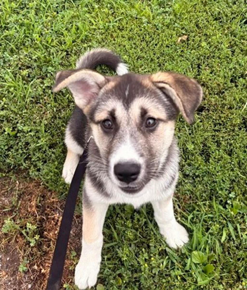 Bailey - Alaskan Husky available for adoption at Ontario SPCA (Central Ontario) in Toronto
