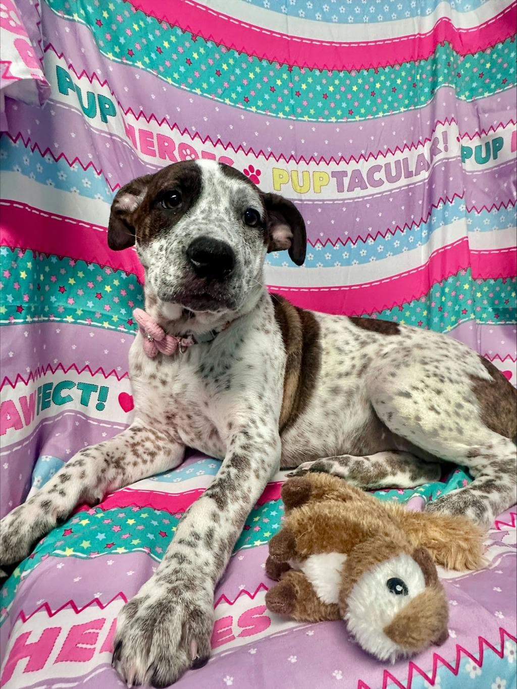 Tinkerbell - Australian Cattledog available for adoption at Ontario SPCA (Ottawa Area) in Ottawa