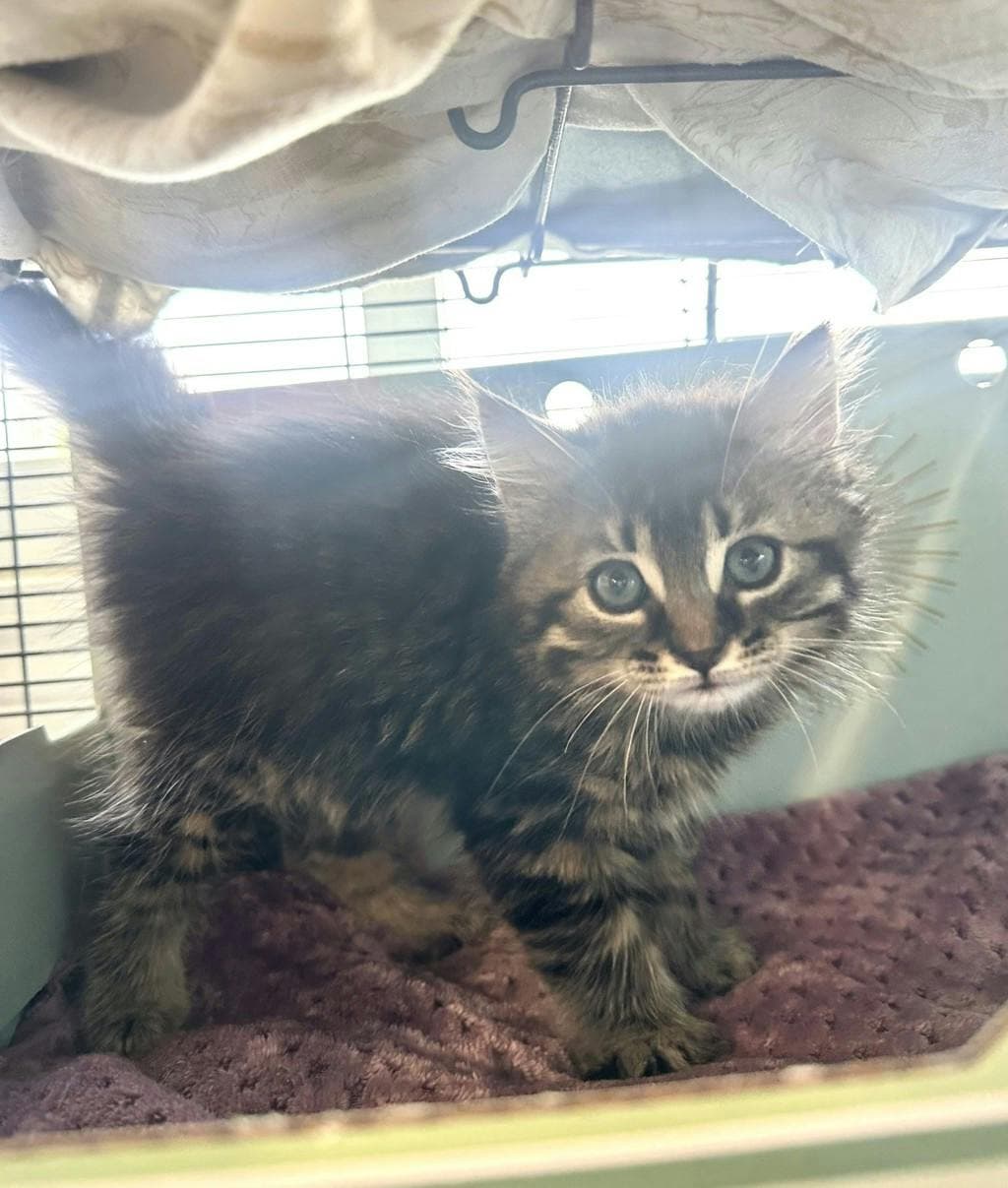 Angel - Domestic Longhair cat available for adoption at Ontario SPCA (Ottawa Area) in Ottawa