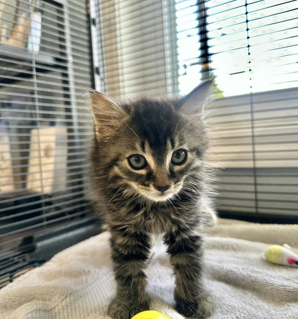 Willie - Domestic Longhair available for adoption