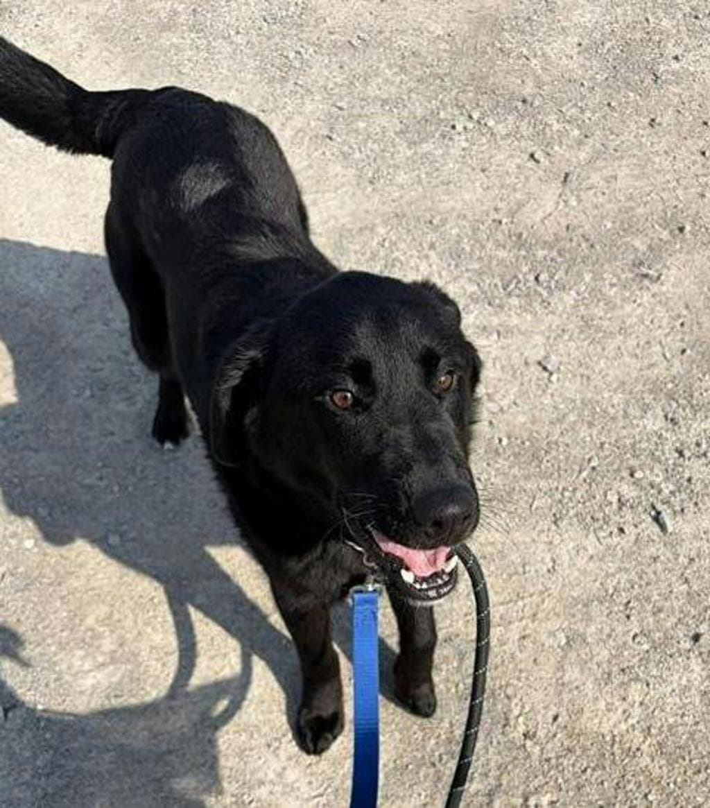 Shadow - Shepherd available for adoption