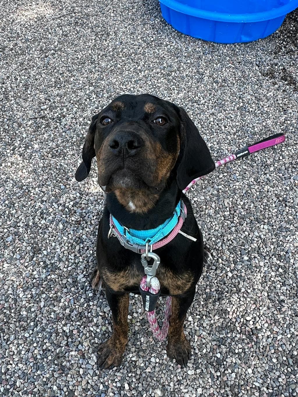 Millie - Hound available for adoption at Ontario SPCA (Ottawa Area) in Ottawa