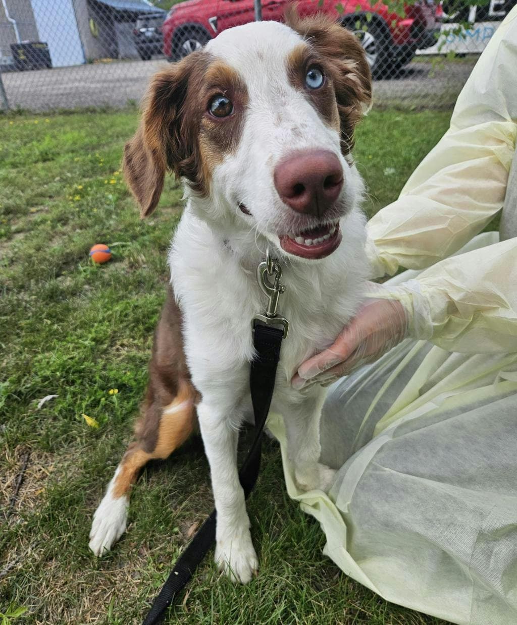 Ruby - Australian Shepherd available for adoption
