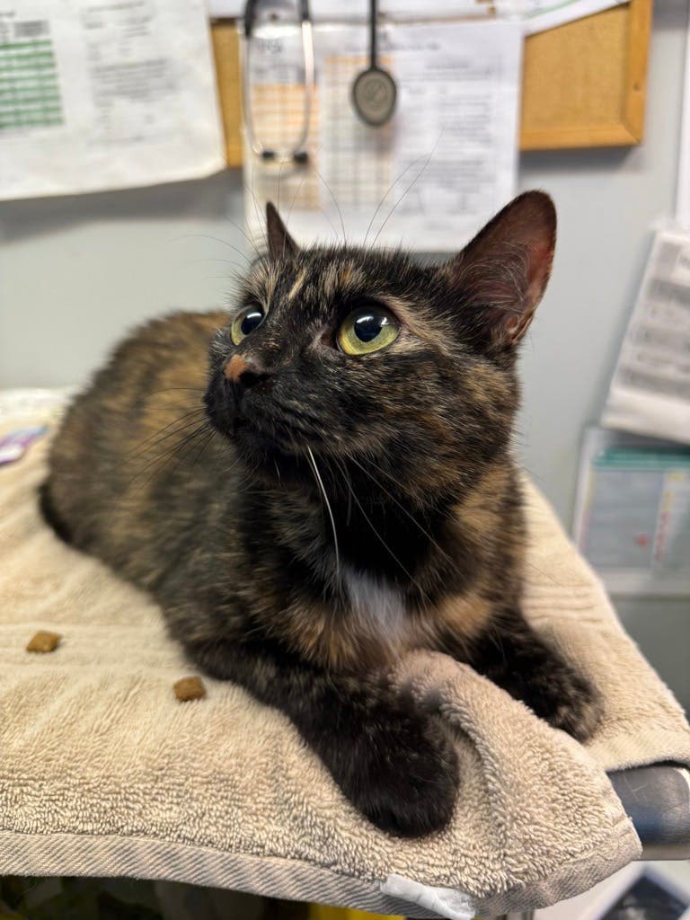Hyacinth - Domestic Short Hair available for adoption