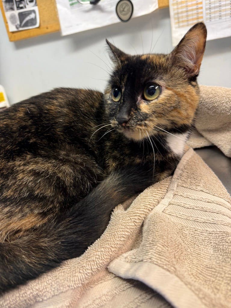 Charlotte - Domestic Short Hair available for adoption