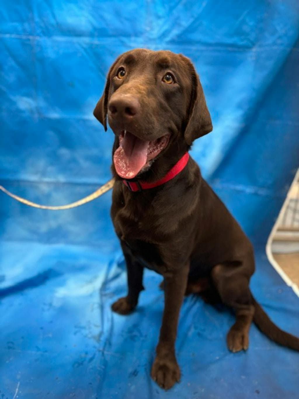 Foster - Labrador available for adoption
