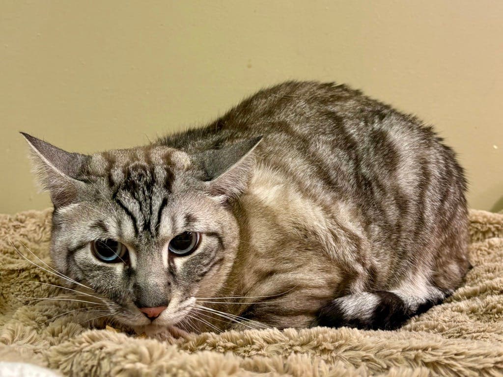 Nox - Bengal available for adoption