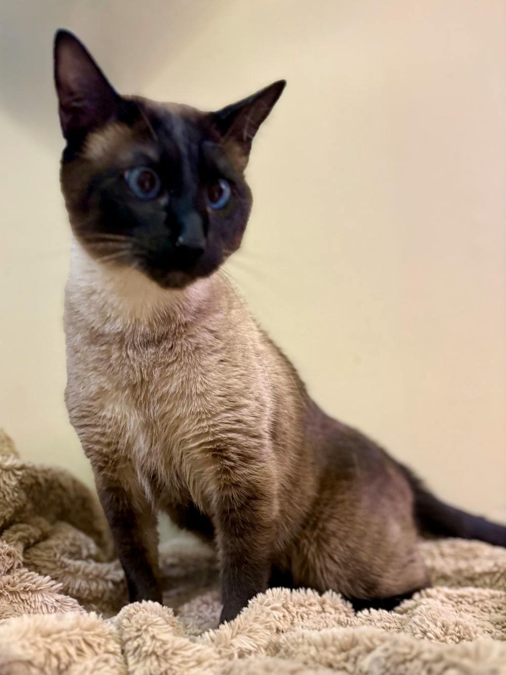 Bam - Bengal available for adoption