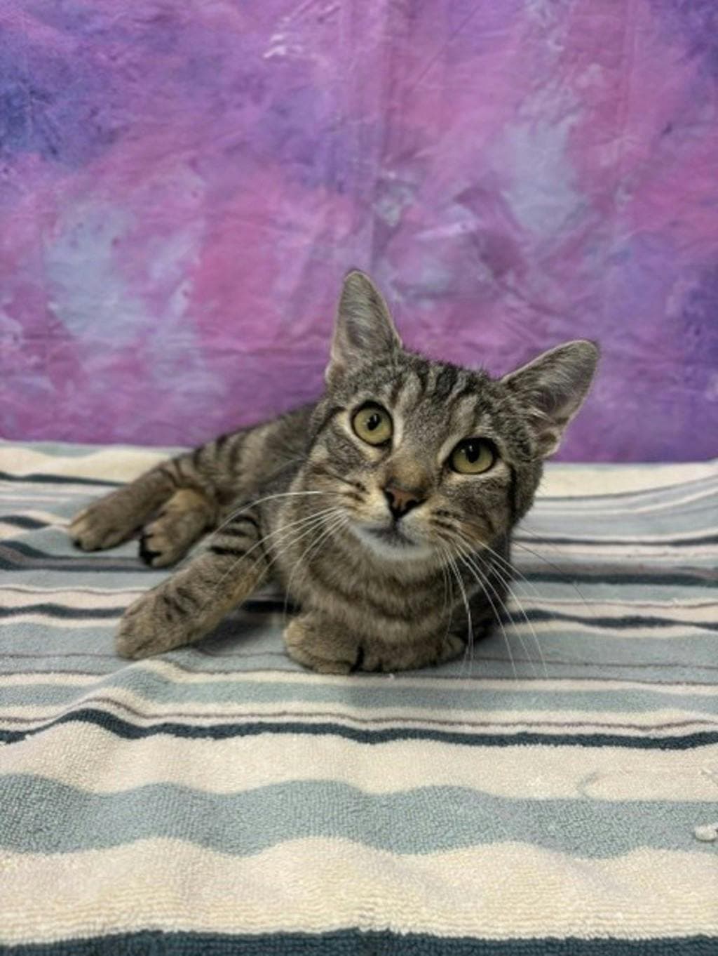 Gracie - Domestic Short Hair cat available for adoption at Ontario SPCA & Humane Society in Napanee