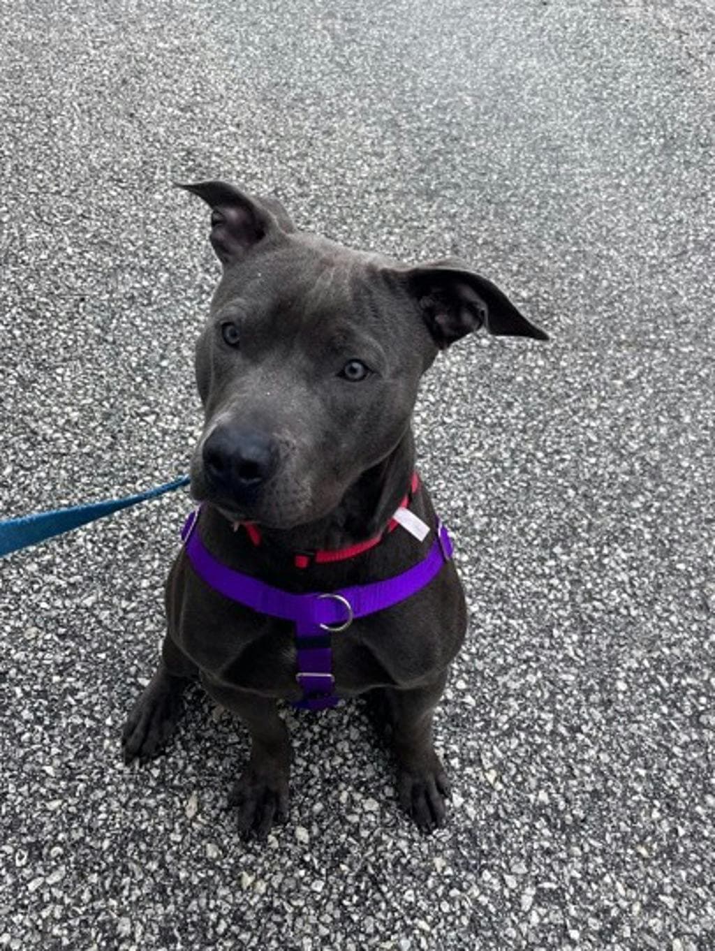 Dave - Labrador Retriever available for adoption