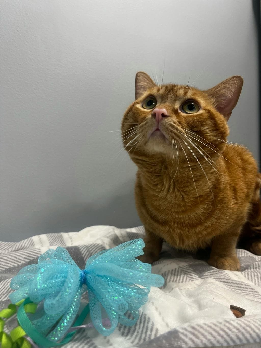 Toby - Domestic Short Hair cat available for adoption at Ontario SPCA (Central Ontario) in Toronto