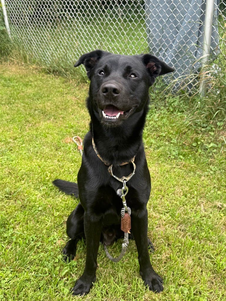 Viper - Labrador available for adoption