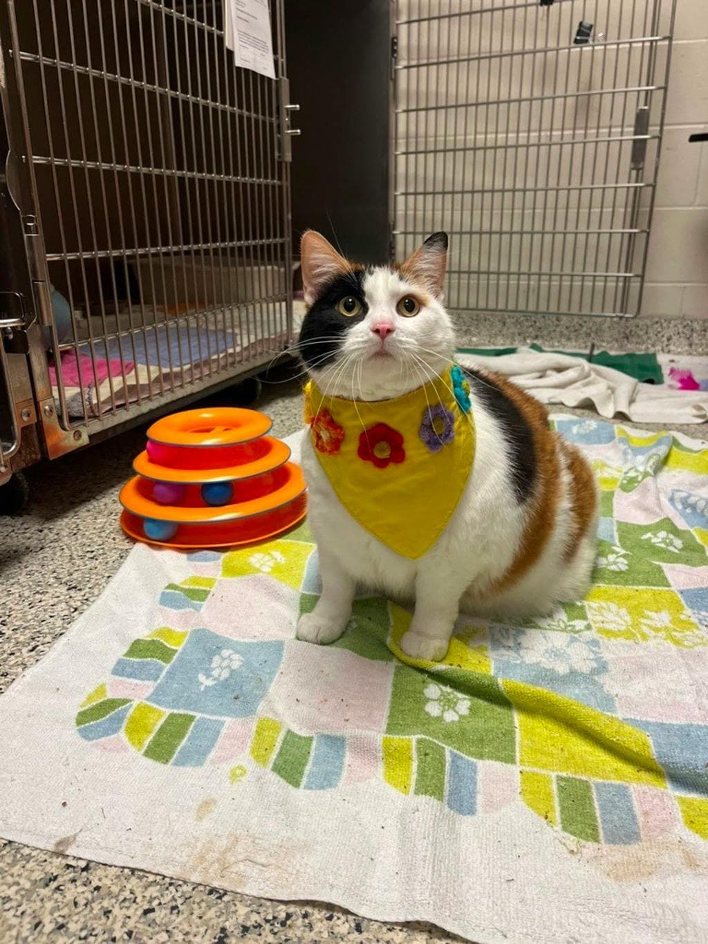 Zoe - Domestic Medium Hair cat available for adoption at Ontario SPCA & Humane Society in Sudbury