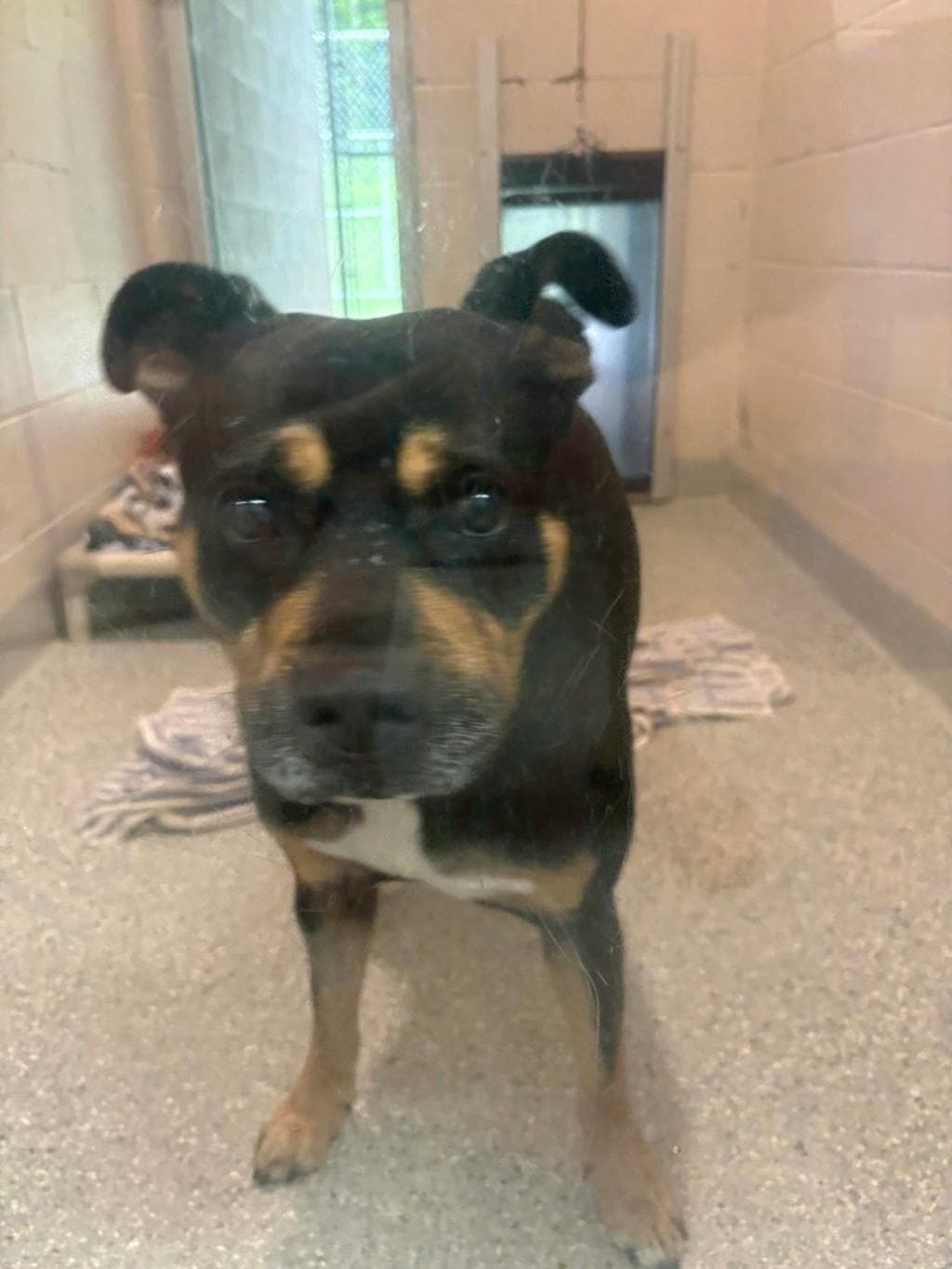 Lady - Labrador Retriever available for adoption