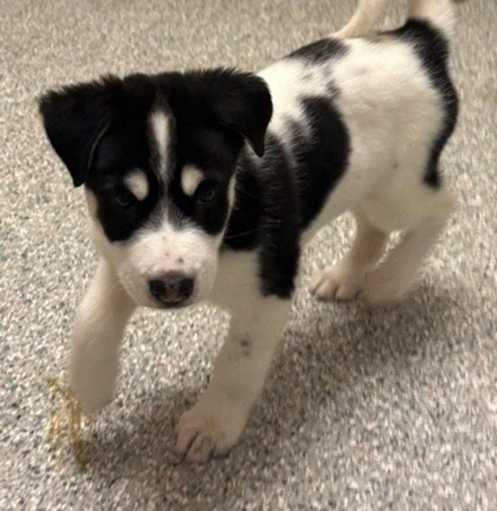 Sleepy - Border Collie available for adoption