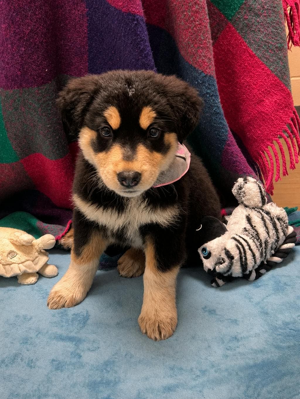 Sabrina - Border Collie available for adoption