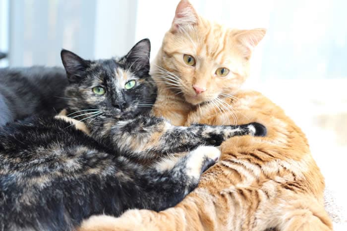 Evelyn - Tortoiseshell cat available for adoption in Calgary