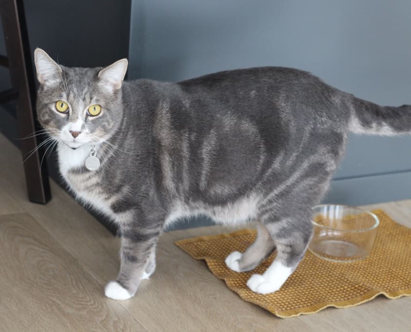 Graeme - Domestic Shorthair cat available for adoption in Calgary