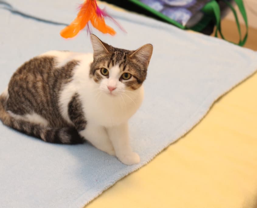 Felix - Domestic Shorthair cat available for adoption in Calgary