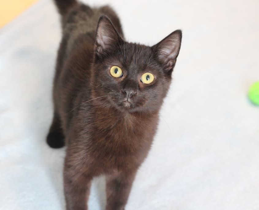 Ever - Domestic Shorthair cat available for adoption in Calgary