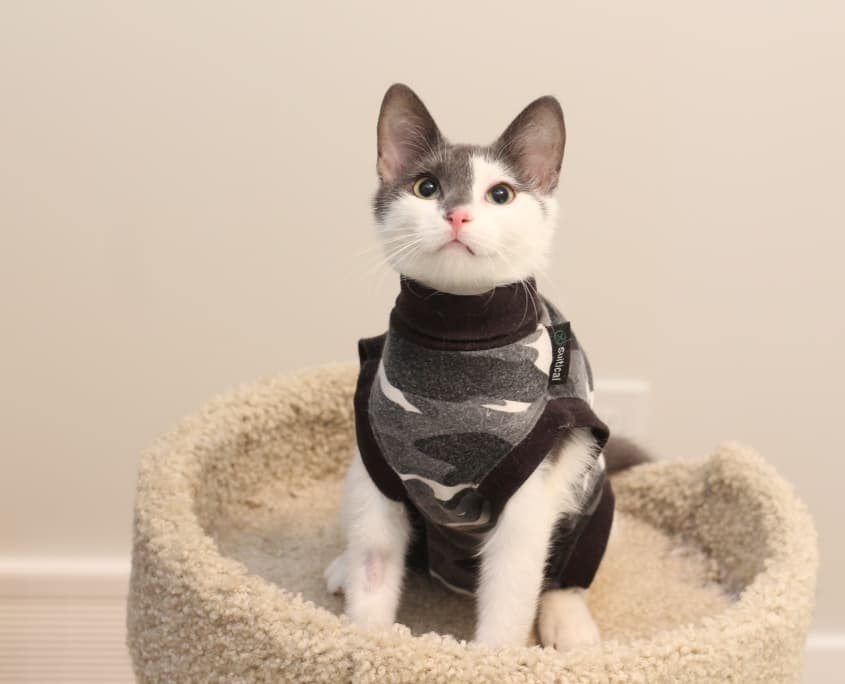 Talya - Domestic Shorthair cat available for adoption at Lethbridge PAW Society in Calgary