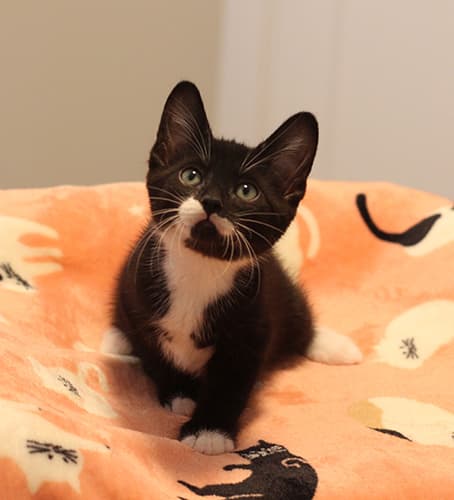 Martin - Domestic Shorthair cat available for adoption in Calgary