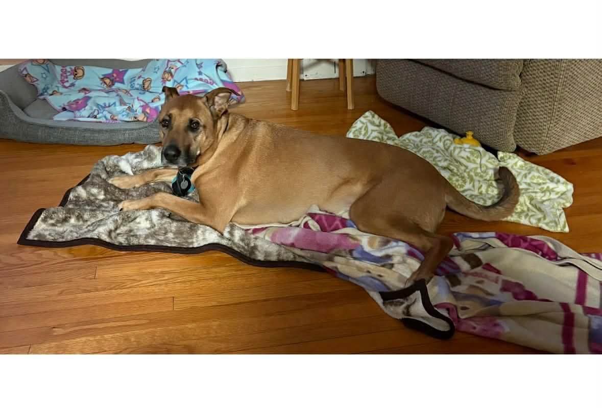 Basil - Sheppard Mix available for adoption in Calgary