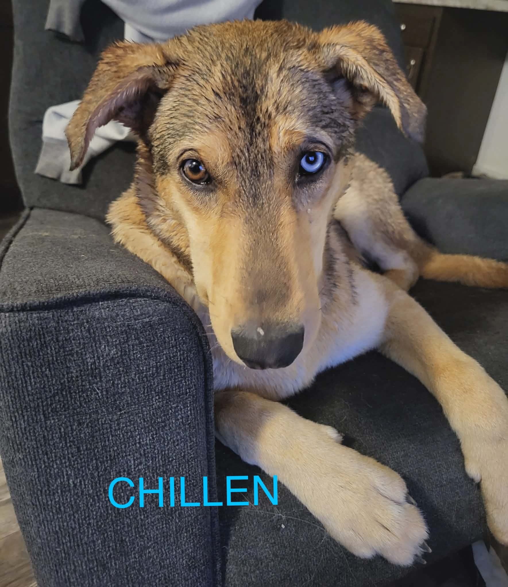 Chillen - mixed available for adoption in Calgary