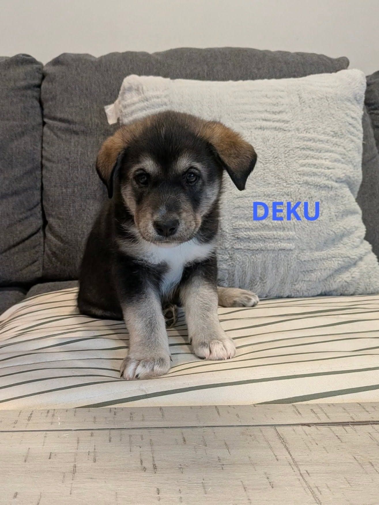 Deku - mixed available for adoption at Penny's All Breed Animal Rescue in Winnipeg
