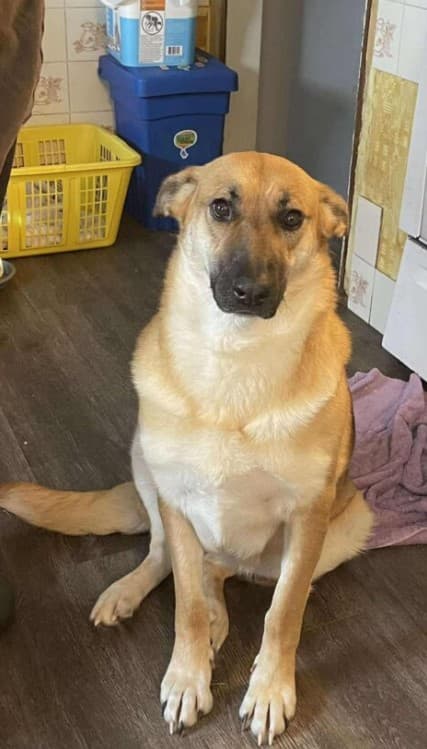 Duchess - Female Shepherd available for adoption in Calgary