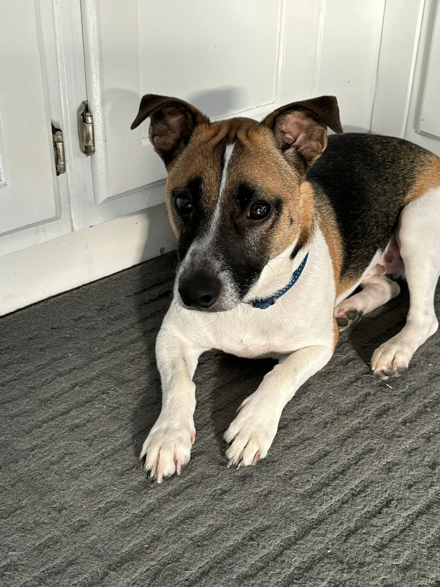 Duke - Jack Russell Terrier available for adoption in Calgary