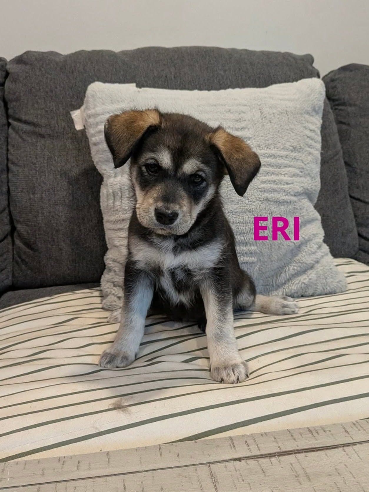 Eri - mixed available for adoption at Penny's All Breed Animal Rescue in Winnipeg